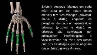 Falanges Netter Sistema esqueletico, subdivisão, Esqueleto Apendicular.pdf