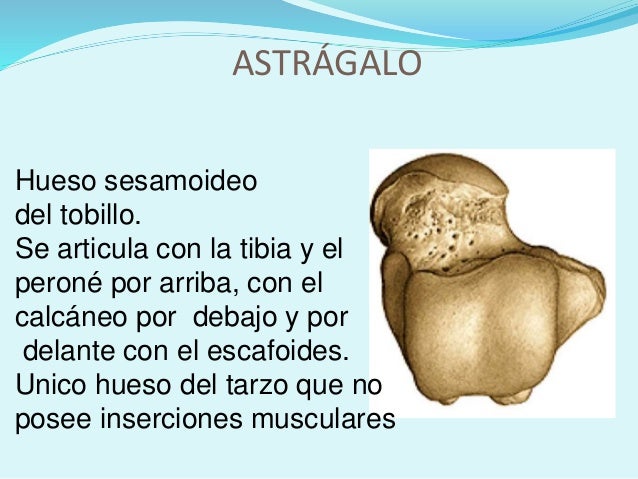 Tanto como es posible adelgazar cuanto por el jengibre