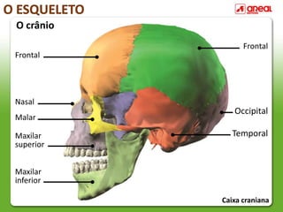 O ESQUELETO
O crânio
Frontal
Nasal
Malar
Maxilar
superior
Maxilar
inferior
Frontal
Occipital
Temporal
Caixa craniana