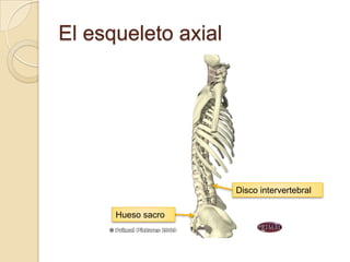 El esqueleto axial




                     Disco intervertebral

      Hueso sacro
 