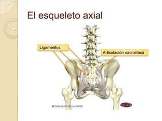 El esqueleto axial


  Ligamentos
                     Articulación sacroilíaca
 