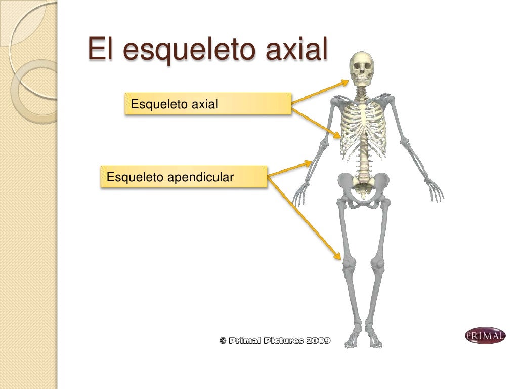 Esqueleto Axial Y Apendicular E Learning Anatomia