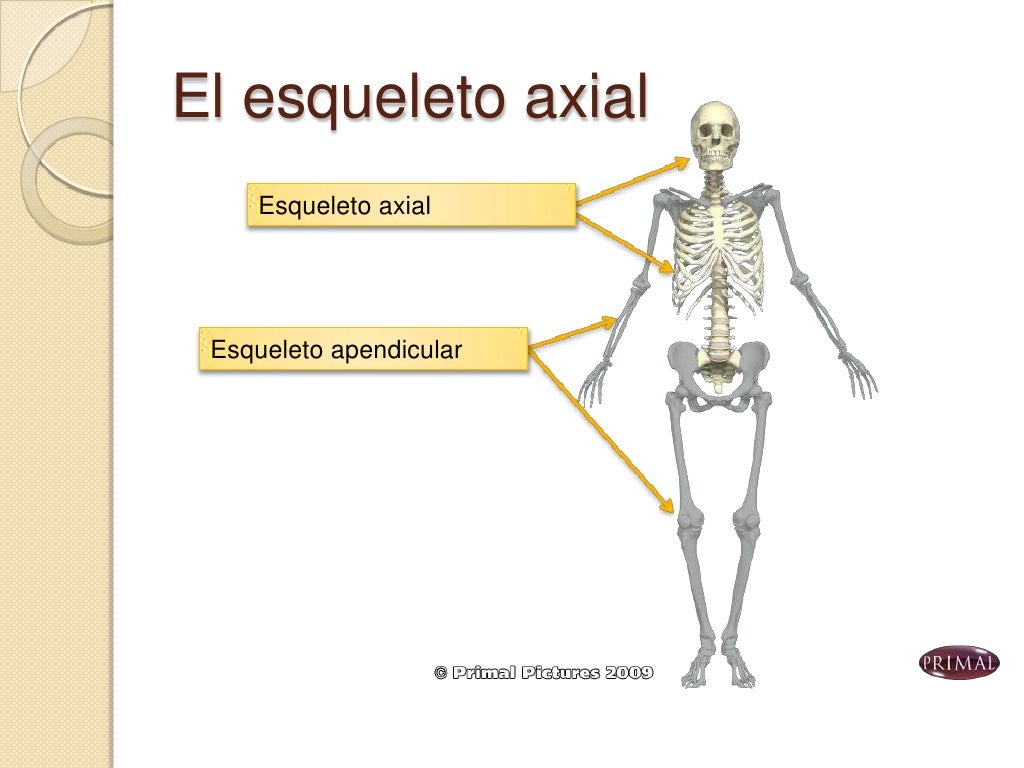 Esqueleto axial