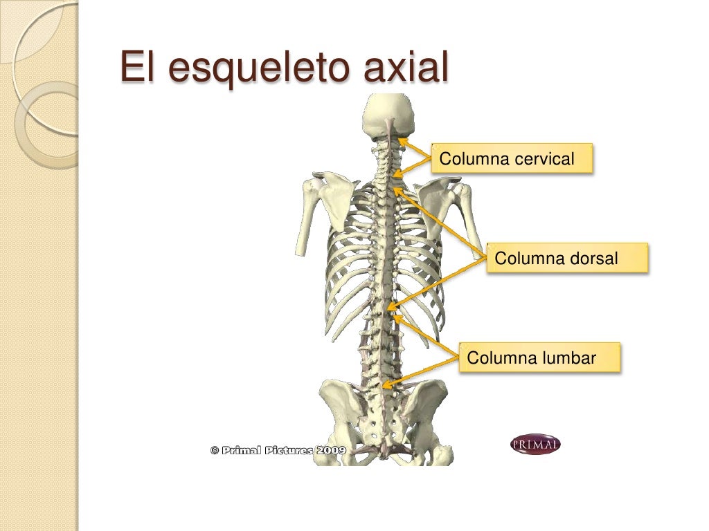 Esqueleto Axial Esqueleto Axial
