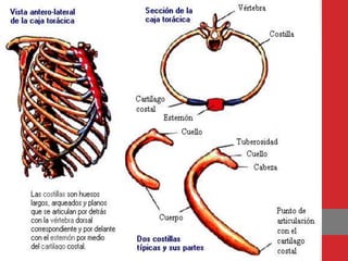 Sentido Axial Esqueleto axial | PPTX