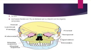  La cara
 Los huesos faciales son 14 y se destacan por su relación con los órganos
sensoriales:
 