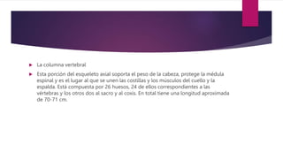  La columna vertebral
 Esta porción del esqueleto axial soporta el peso de la cabeza, protege la médula
espinal y es el lugar al que se unen las costillas y los músculos del cuello y la
espalda. Está compuesta por 26 huesos, 24 de ellos correspondientes a las
vértebras y los otros dos al sacro y al coxis. En total tiene una longitud aproximada
de 70-71 cm.
 