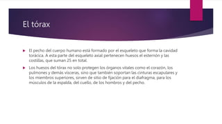 El tórax
 El pecho del cuerpo humano está formado por el esqueleto que forma la cavidad
torácica. A esta parte del esqueleto axial pertenecen huesos el esternón y las
costillas, que suman 25 en total.
 Los huesos del tórax no solo protegen los órganos vitales como el corazón, los
pulmones y demás vísceras, sino que también soportan las cinturas escapulares y
los miembros superiores, sirven de sitio de fijación para el diafragma, para los
músculos de la espalda, del cuello, de los hombros y del pecho.
 