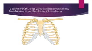 El esternón: manubrio, cuerpo y apófisis xifoides (tres huesos planos y
largos fusionados en uno solo en la región anterior del pecho)
 