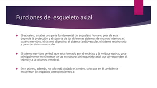 Funciones de esqueleto axial
 El esqueleto axial es una parte fundamental del esqueleto humano pues de este
depende la protección y el soporte de los diferentes sistemas de órganos internos: el
sistema nervioso, el sistema digestivo, el sistema cardiovascular, el sistema respiratorio
y parte del sistema muscular.
 El sistema nervioso central, que está formado por el encéfalo y la médula espinal, yace
principalmente en el interior de las estructuras del esqueleto axial que corresponden al
cráneo y a la columna vertebral.
 En el cráneo, además, no solo está alojado el cerebro, sino que en él también se
encuentran los espacios correspondientes a:
 