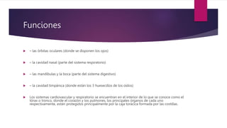 Funciones
 – las órbitas oculares (donde se disponen los ojos)
 – la cavidad nasal (parte del sistema respiratorio)
 – las mandíbulas y la boca (parte del sistema digestivo)
 – la cavidad timpánica (donde están los 3 huesecillos de los oídos)
 Los sistemas cardiovascular y respiratorio se encuentran en el interior de lo que se conoce como el
tórax o tronco, donde el corazón y los pulmones, los principales órganos de cada uno
respectivamente, están protegidos principalmente por la caja torácica formada por las costillas.
 