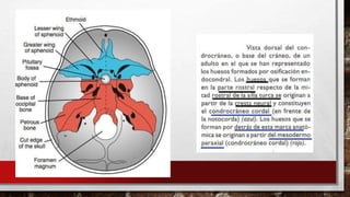 Sentido Axial ESQUELETO AXIAL del cuerpo humano y sus funciones | PPTX