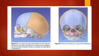 Sentido Axial ESQUELETO AXIAL del cuerpo humano y sus funciones | PPTX