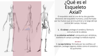 Sentido Axial Comprehensive Overview of the Human Axial Skeleton and Its Components ...