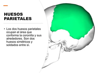HUESOS
PARIETALES
• Los dos huesos parietales
ocupan el área que
conforma la coronilla y sus
alrededores. Son dos
huesos simétricos y
soldados entre sí.
 