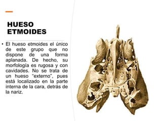 HUESO
ETMOIDES
• El hueso etmoides el único
de este grupo que no
dispone de una forma
aplanada. De hecho, su
morfología es rugosa y con
cavidades. No se trata de
un hueso “externo”, pues
está localizado en la parte
interna de la cara, detrás de
la nariz.
 