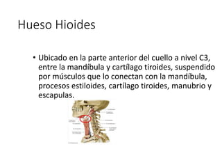 Hueso Hioides
• Ubicado en la parte anterior del cuello a nivel C3,
entre la mandíbula y cartílago tiroides, suspendido
por músculos que lo conectan con la mandíbula,
procesos estiloides, cartílago tiroides, manubrio y
escapulas.
 