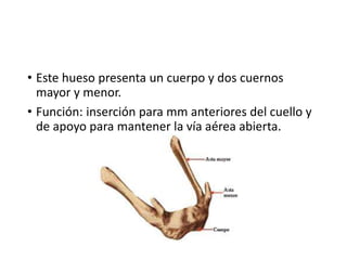 • Este hueso presenta un cuerpo y dos cuernos
mayor y menor.
• Función: inserción para mm anteriores del cuello y
de apoyo para mantener la vía aérea abierta.
 