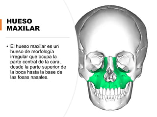 HUESO
MAXILAR
• El hueso maxilar es un
hueso de morfología
irregular que ocupa la
parte central de la cara,
desde la parte superior de
la boca hasta la base de
las fosas nasales.
 