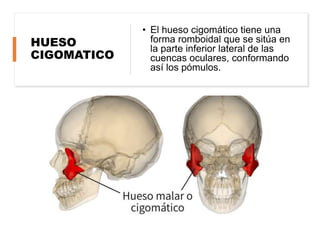 HUESO
CIGOMATICO
• El hueso cigomático tiene una
forma romboidal que se sitúa en
la parte inferior lateral de las
cuencas oculares, conformando
así los pómulos.
 