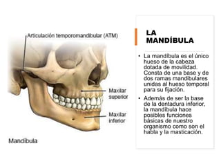 LA
MANDÍBULA
• La mandíbula es el único
hueso de la cabeza
dotada de movilidad.
Consta de una base y de
dos ramas mandibulares
unidas al hueso temporal
para su fijación.
• Además de ser la base
de la dentadura inferior,
la mandíbula hace
posibles funciones
básicas de nuestro
organismo como son el
habla y la masticación.
 