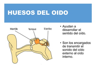 HUESOS DEL OIDO
• Ayudan a
desarrollar el
sentido del oído.
• Son los encargados
de transmitir el
sonido del oído
externo al oído
interno.
 