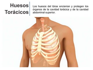 Los huesos del tórax encierran y protegen los
órganos de la cavidad torácica y de la cavidad
abdominal superior.
Huesos
Torácicos
 