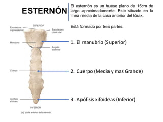 El esternón es un hueso plano de 15cm de
largo aproximadamente. Este situado en la
línea media de la cara anterior del tórax.
Está formado por tres partes:
1. El manubrio (Superior)
2. Cuerpo (Media y mas Grande)
3. Apófisis xifoideas (Inferior)
ESTERNÓN
 