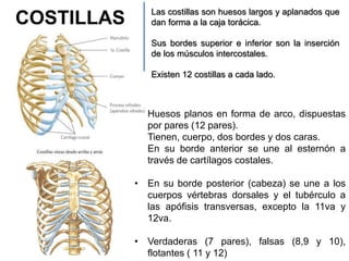 Las costillas son huesos largos y aplanados que
dan forma a la caja torácica.
Sus bordes superior e inferior son la inserción
de los músculos intercostales.
Existen 12 costillas a cada lado.
• Huesos planos en forma de arco, dispuestas
por pares (12 pares).
• Tienen, cuerpo, dos bordes y dos caras.
• En su borde anterior se une al esternón a
través de cartílagos costales.
• En su borde posterior (cabeza) se une a los
cuerpos vértebras dorsales y el tubérculo a
las apófisis transversas, excepto la 11va y
12va.
• Verdaderas (7 pares), falsas (8,9 y 10),
flotantes ( 11 y 12)
COSTILLAS
 