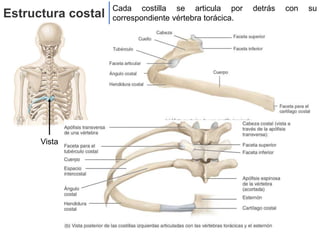 Cada costilla se articula por detrás con su
correspondiente vértebra torácica.
Estructura costal
Vista
 