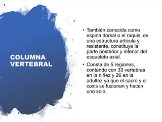 COLUMNA
VERTEBRAL
• También conocida como
espina dorsal o el raquis, es
una estructura articula y
resistente, constituye la
parte posterior y inferior del
esqueleto axial.
• Consta de 5 regiones,
contando con 33 vertebras
en la niñez y 26 en la
adultez ya que el sacro y el
coxis se fusionan y hacen
uno solo.
 