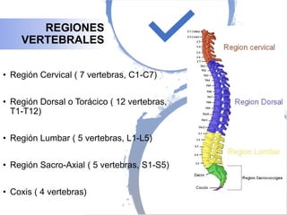• Región Cervical ( 7 vertebras, C1-C7)
• Región Dorsal o Torácico ( 12 vertebras,
T1-T12)
• Región Lumbar ( 5 vertebras, L1-L5)
• Región Sacro-Axial ( 5 vertebras, S1-S5)
• Coxis ( 4 vertebras)
REGIONES
VERTEBRALES
 
