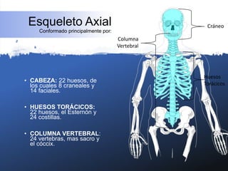 Esqueleto Axial
Conformado principalmente por:
• CABEZA: 22 huesos, de
los cuales 8 craneales y
14 faciales.
• HUESOS TORÁCICOS:
22 huesos, el Esternón y
24 costillas.
• COLUMNA VERTEBRAL:
24 vertebras, mas sacro y
el cóccix.
Cráneo
Huesos
Torácicos
Columna
Vertebral
 