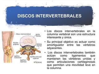 DISCOS INTERVERTEBRALES
• Los discos intervertebrales en la
columna vertebral son una estructura
interesante y única.
• Su principal objetivo es actuar como
amortiguador entre las vértebras
adyacentes.
• Los discos intervertebrales también
actúan como ligamentos que
mantienen las vértebras unidas y
como articulaciones cartilaginosas
que permiten una movilidad leve en
la columna.
 
