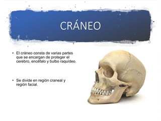 CRÁNEO
• El cráneo consta de varias partes
que se encargan de proteger el
cerebro, encéfalo y bulbo raquídeo.
• Se divide en región craneal y
región facial.
 