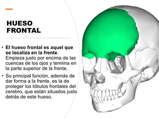 HUESO
FRONTAL
• El hueso frontal es aquel que
se localiza en la frente.
Empieza justo por encima de las
cuencas de los ojos y termina en
la parte superior de la frente.
• Su principal función, además de
dar forma a la frente, es la de
proteger los lóbulos frontales del
cerebro, que están situados justo
detrás de este hueso.
 