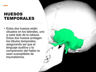 HUESOS
TEMPORALES
• Estos dos huesos están
situados en los laterales, uno
a cada lado de la cabeza.
Estos dos huesos protegen
los lóbulos temporales,
asegurando así que el
lenguaje auditivo y la
comprensión del habla no
sean susceptibles de
traumatismos.
 