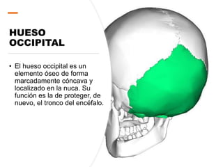 HUESO
OCCIPITAL
• El hueso occipital es un
elemento óseo de forma
marcadamente cóncava y
localizado en la nuca. Su
función es la de proteger, de
nuevo, el tronco del encéfalo.
 