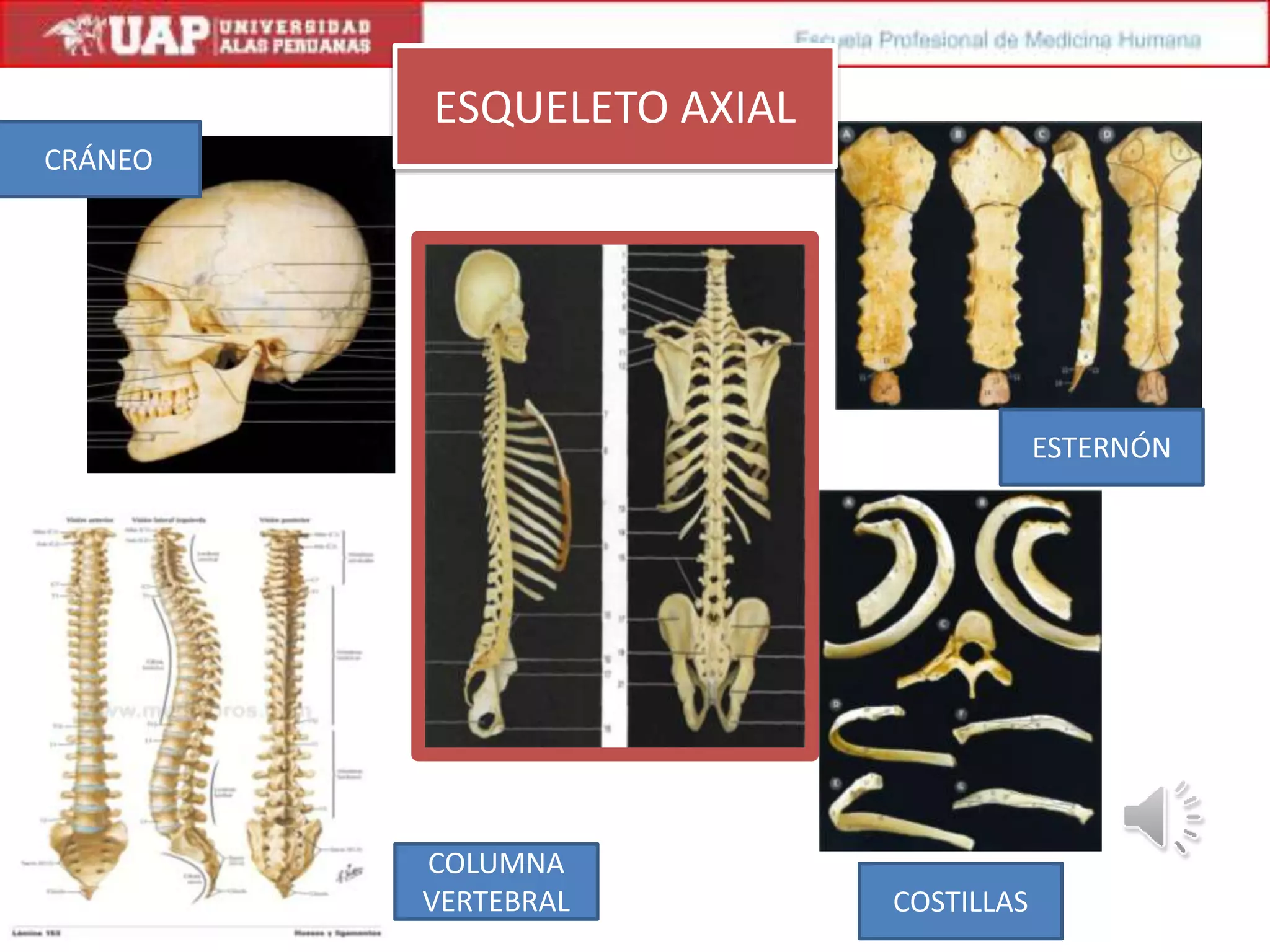 Esqueleto axial exposicion jose garcia almeyda | PPTX