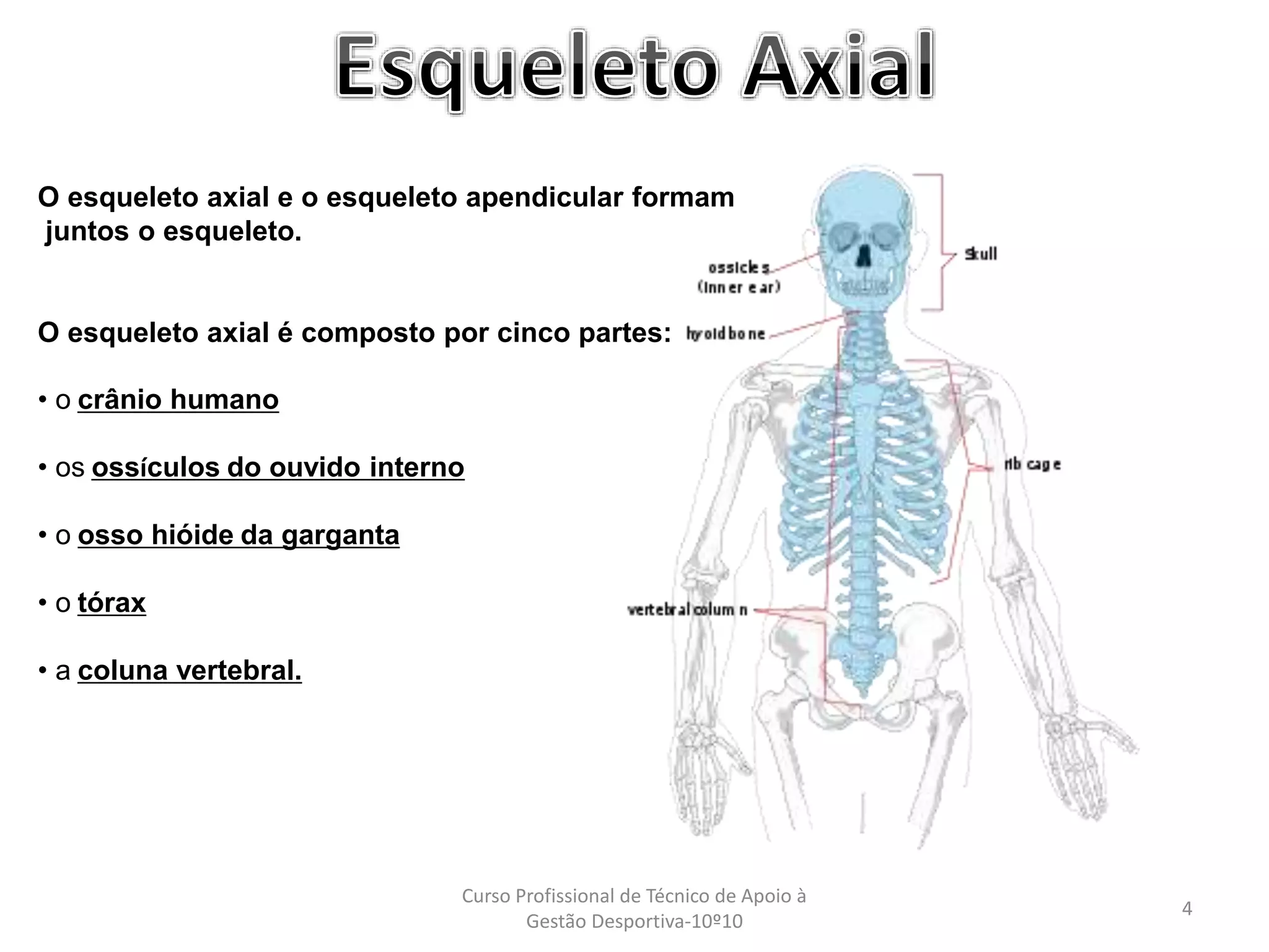 Sentido Axial Esqueleto Axial Powerpoint (1).pptx
