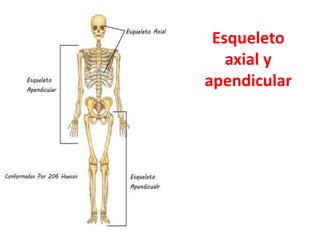 Esqueleto
axial y
apendicular
 