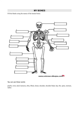 Object2




                                                     MY BONES
          Fill the blanks using the names of the human bones.




          You can use these words:

          patella, wrist, skull, humerus, tibia, fibula, femur, shoulder, shoulder blade, hip, ribs, spine, sternum,
          radius
 