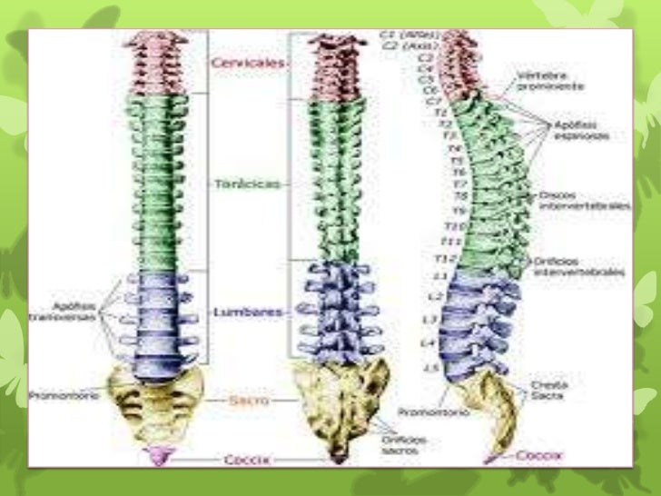 Las clínicas a la escoliosis