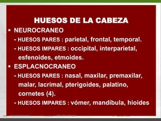 HUESOS DE LA CABEZANEUROCRANEO	- HUESOS PARES : parietal, frontal, temporal.	- HUESOS IMPARES : occipital, interparietal,        esfenoides, etmoides.ESPLACNOCRANEO	- HUESOS PARES : nasal, maxilar, premaxilar,         malar, lacrimal, pterigoides, palatino,       cornetes (4).	- HUESOS IMPARES : vómer, mandíbula, hioidesAnatomía Veterinaria.Marcelino Bengoa