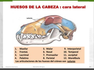 HUESOS DE LA CABEZA : cara lateralsuturasMaxilar 		5.  Malar	    9.  Interparietal                        FrontaL 		6.  Nasal		   10.  TemporalLacrimal 		7.  Premaxilar	   11.  occipital  Palatino 		8.  Parietal	   12.  Mandíbula Las articulaciones de los huesos del cráneo son  suturasAnatomía Veterinaria.Marcelino Bengoa