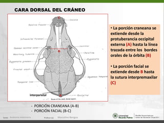 CARA DORSAL DEL CRÁNEOC La porción craneana se extiende desde la protuberancia occipital externa (A) hasta la línea trazada entre los  bordes orales de la órbita (B)