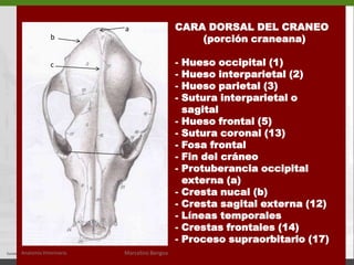  La porción facial se extiende desde B hasta la sutura interpremaxilar(C)BinterparietalA  PORCIÓN CRANEANA (A-B)