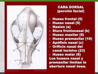   PORCIÓN FACIAL (B-C)Anatomía Veterinaria.Marcelino Bengoa