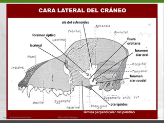 CARA DORSAL DEL CRANEO(porción craneana) Hueso occipital (1)