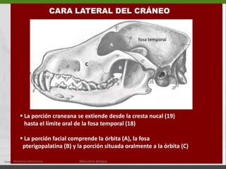 Hueso interparietal (2) 